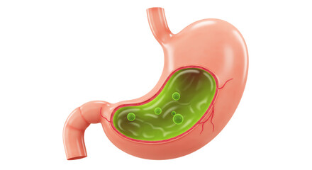 Isolated Stomach with Green Liquid and Bubbles