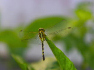 Dragonfly resting on green leaf, macro view of delicate transparent wings and vibrant body in natural garden light, shallow depth of field.

