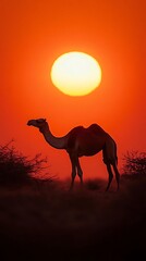 Silhouette camel at desert sunset