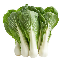 Bok choy,isolated on a white background