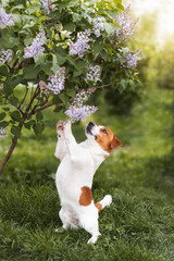Adorable Jack Russell Terrier dog raises his paws up near a beautiful fragrant lilac bush and...