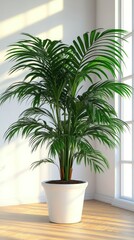 Lush indoor palm plant in a bright room with sunlight streaming through windows