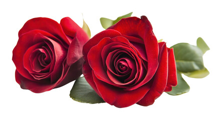 Fototapeta premium PNG Two red roses background flowers white.