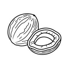 Simple coconut outline illustration with halved fruit isolated on white background
