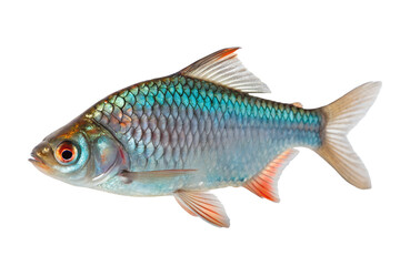 Naklejka premium Colorful Fish with Iridescent Scales
