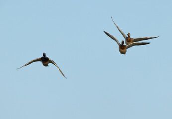 Mallard ducks flying at Buhair lake of Bahrain