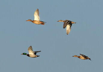 Mallard ducks flying at Buhair lake, Bahrain
