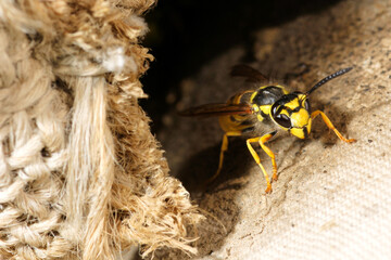 Close-Up of a Wasp on Textured Surface Near a Braided Rope