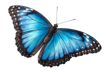 Blue Butterfly on White Background