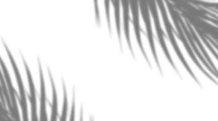 Natural palm leaf shadows isolated on transparent background, realistic shadow overlay effect png 