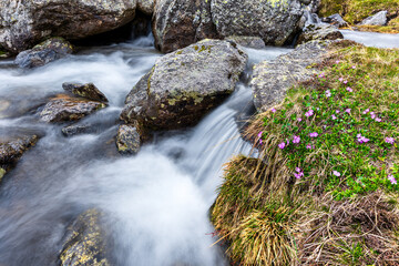 Peaceful mountain stream with flowing water, green grass, and pink flowers. Serene mountain stream flowing over rocks, surrounded by lush greenery and delicate purple flowers. High angle view of water