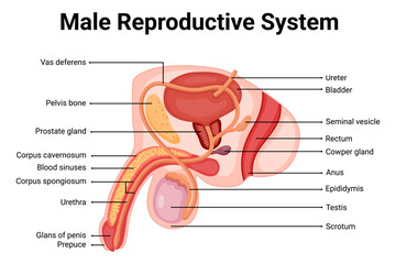 Diagram of male reproductive system illustration for education 