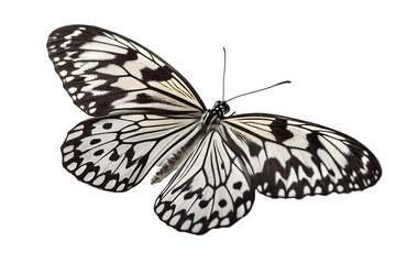 Fototapeta premium Black and White Butterfly Close-Up