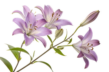 Fototapeta premium Beautiful Lilies in Bloom