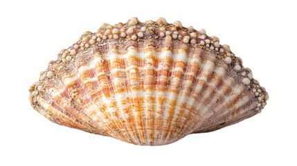 Barnacle Covered Seashell Isolated on White Background for Professional Use