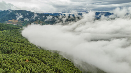 Thick fog covering a green forest in the Pyrenees mountains, Catalonia, Spain.