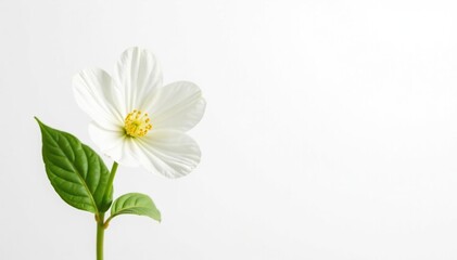 Delicate white flower blossom against pure white backdrop, bright, wildflower, elegance