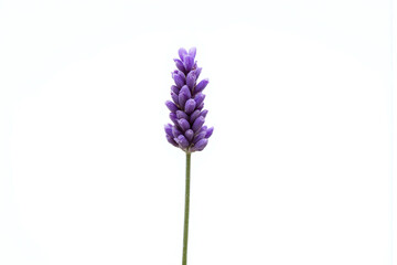 Obraz premium bunch of lavender flowers on a white background 2