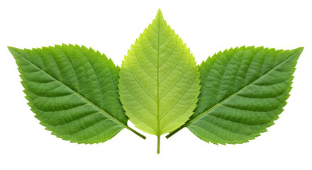 Isolated Three Green Leaves