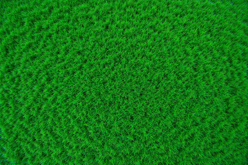 close up of a green grass field1 2