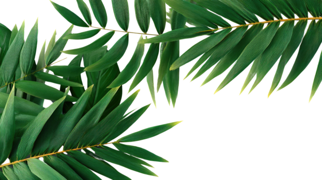 Exotic Frond's Elegant Beauty: The lush, emerald-green fronds of an exotic plant gracefully unfurl against a backdrop of natural light, evoking a sense of freshness and tranquility.