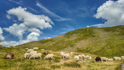 Obraz premium Big flock of sheep grazing in the Pyrenees mountains in France