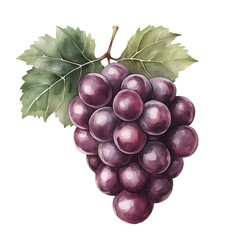 Fototapeta premium Detailed illustration of a bunch of purple grapes.