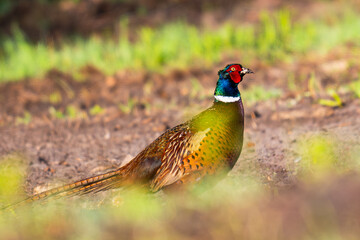 pheasant in the grass