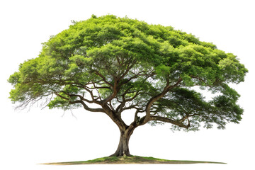 Majestic Green Tree Portrait