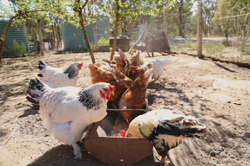 Chickens of various breeds gather at a trough on a sunny farm