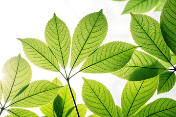 Fototapeta premium Vivid Green Leaves with Backlighting