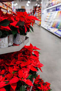 Bright red poinsettia flowers in pots at store for christmas season