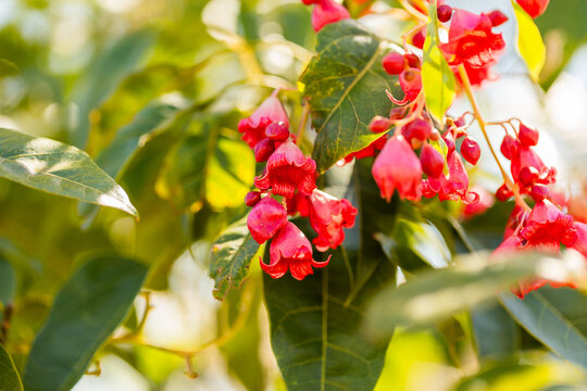 red bell shaped summertime flowers of flame tree blooming on bush