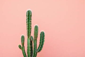 cactus in front of a pink wall