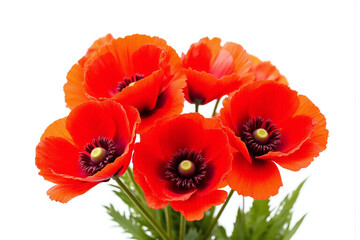 Fototapeta premium bunch of red poppies on a white background