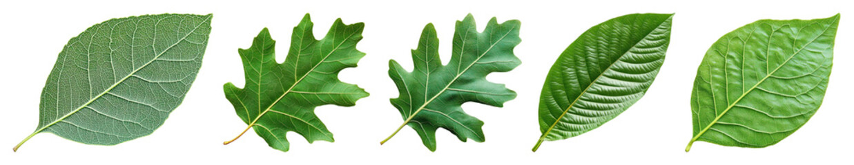 Obraz premium PNG Diverse green leaf collection, element set on transparent background