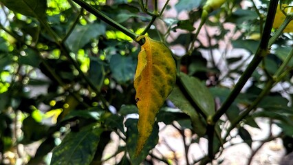 Yellowing Pepper Leaf Close up
