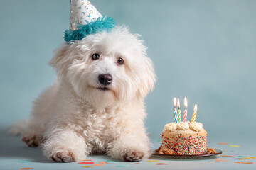 White fluffy dog wearing party hat next to birthday cake with lit candles, celebrating birthday, joyful pet theme, festive mood