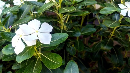 White Madagascar Periwinkle Blooms
