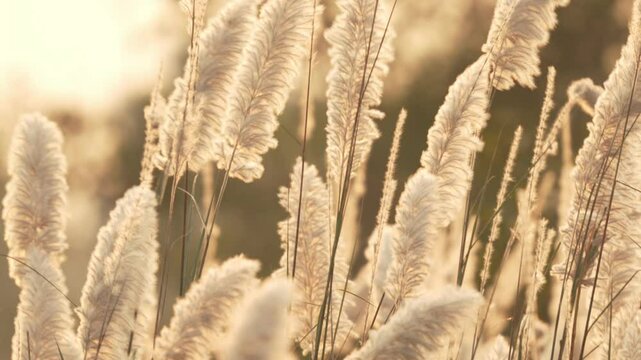Kans Grass Field Waving in Golden Sunset &ndash; Calming Autumn Nature