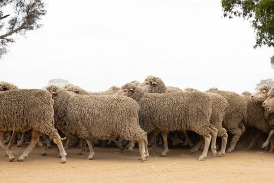 Mob of merino sheep running from right to left