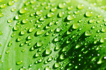 close-up. drops of water on a monstera leaf.