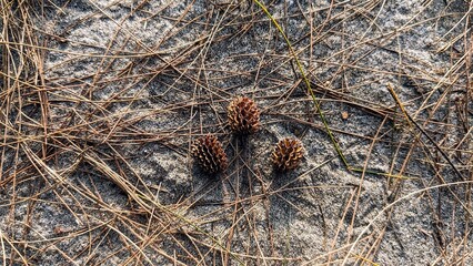 Pine Needles Cones on Sandy Ground