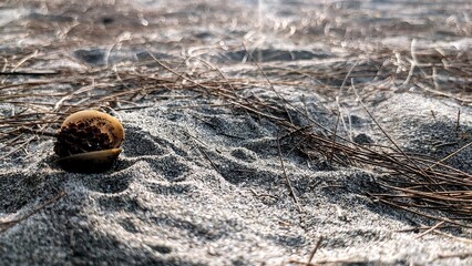 Seashell Pine Needles on Sandy Beach