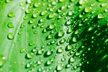 close-up. drops of water on a monstera leaf.