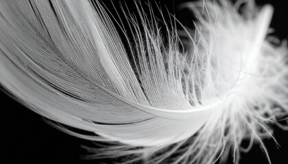 Obraz premium Flying Feather in Mid-Air – Soft, Elegant and Natural Movement Concept