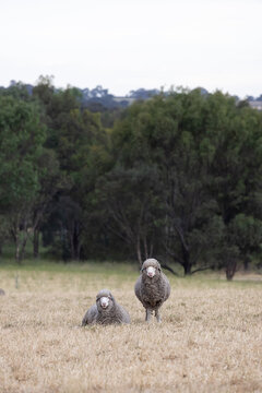 A pair or merino hogget rams together looking comical