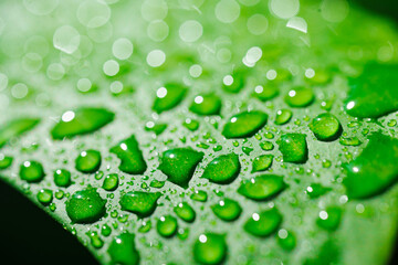 close-up. drops of water on a monstera leaf.