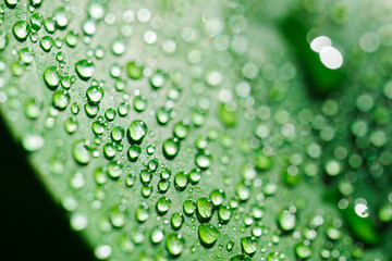 close-up. drops of water on a monstera leaf.