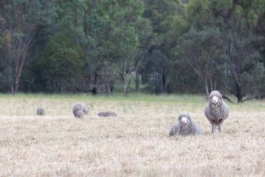 A pair or merino hogget rams together looking comical